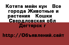Котята мейн кун - Все города Животные и растения » Кошки   . Свердловская обл.,Дегтярск г.
